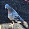 adoptable Bird in Burlingame, CA named Aspen