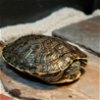 adoptable Turtle in  named Willow