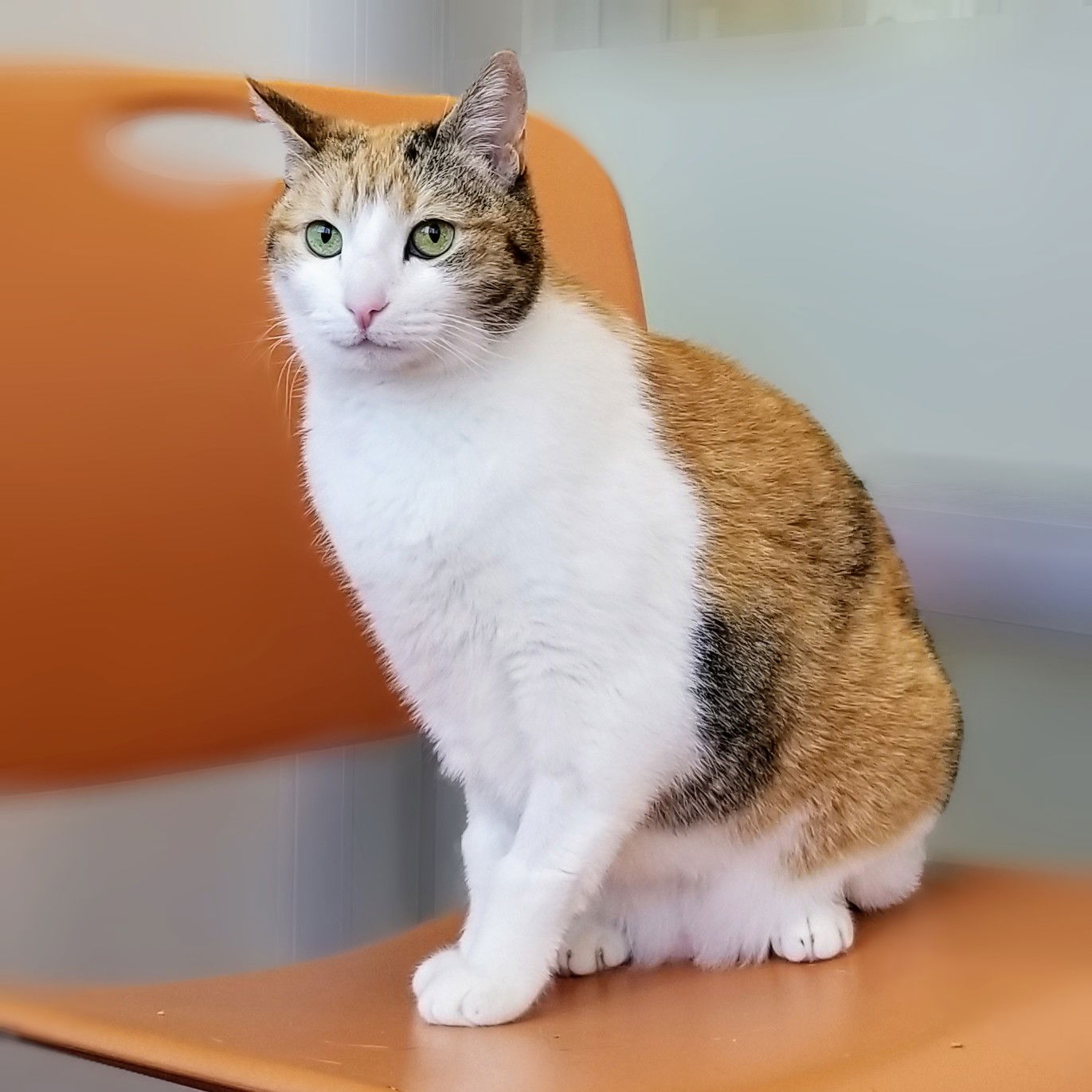 adoptable Cat in Burlingame, CA named Kuna