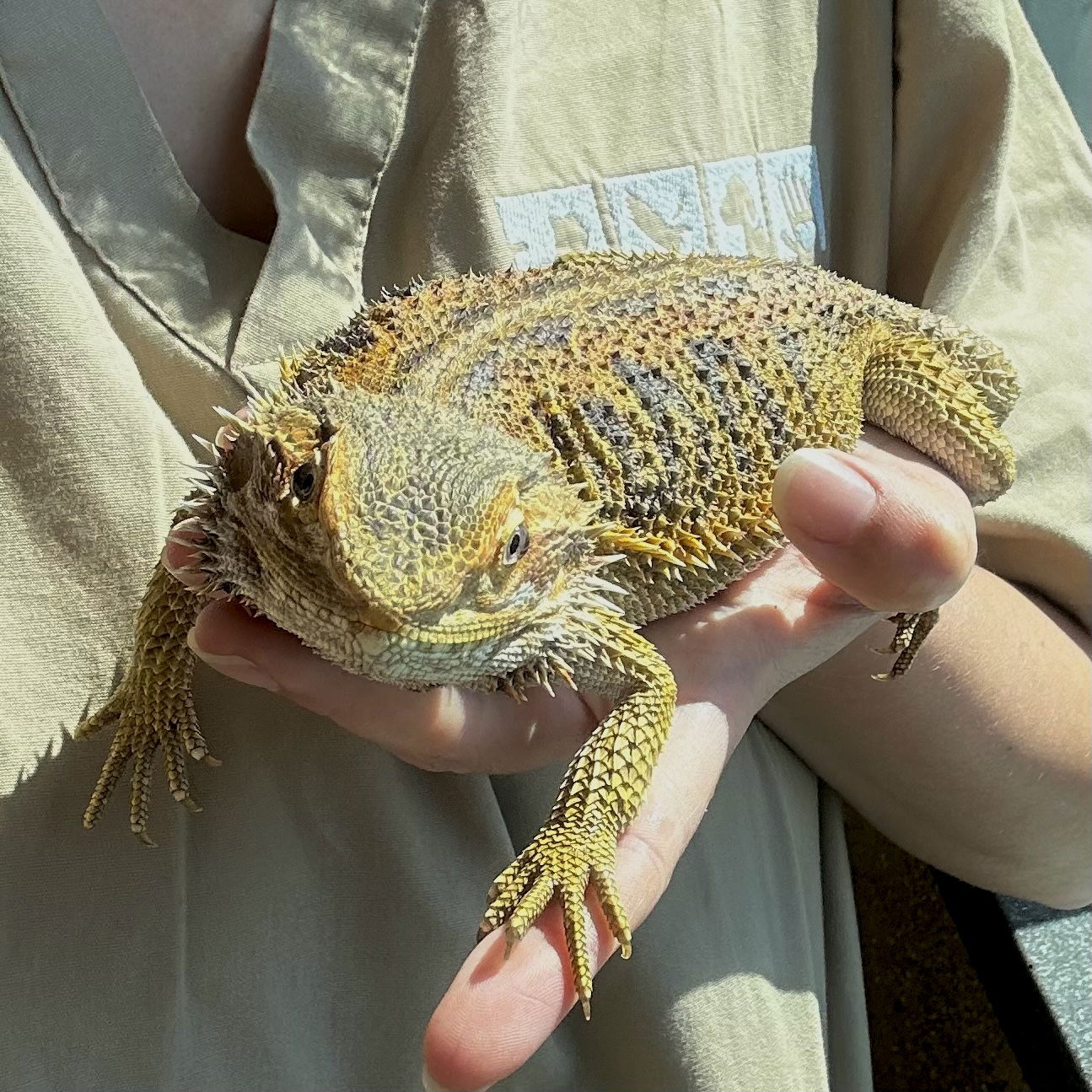 adoptable Lizard in Burlingame, CA named Stubbs