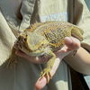 adoptable Lizard in burlingame, CA named Stubbs