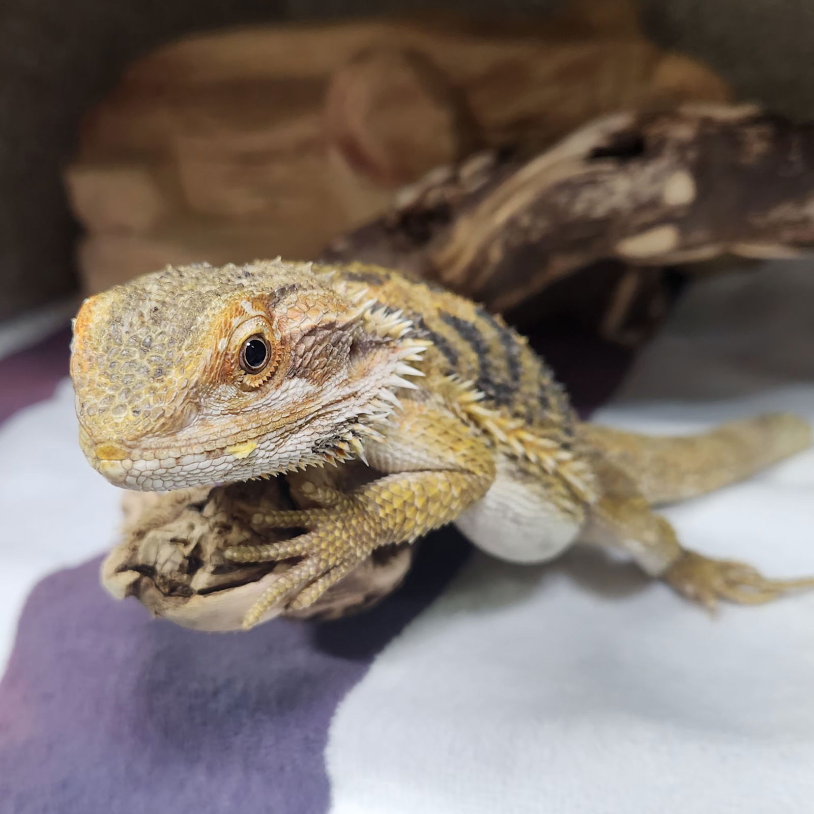 adoptable Lizard in Burlingame, CA named Stubbs