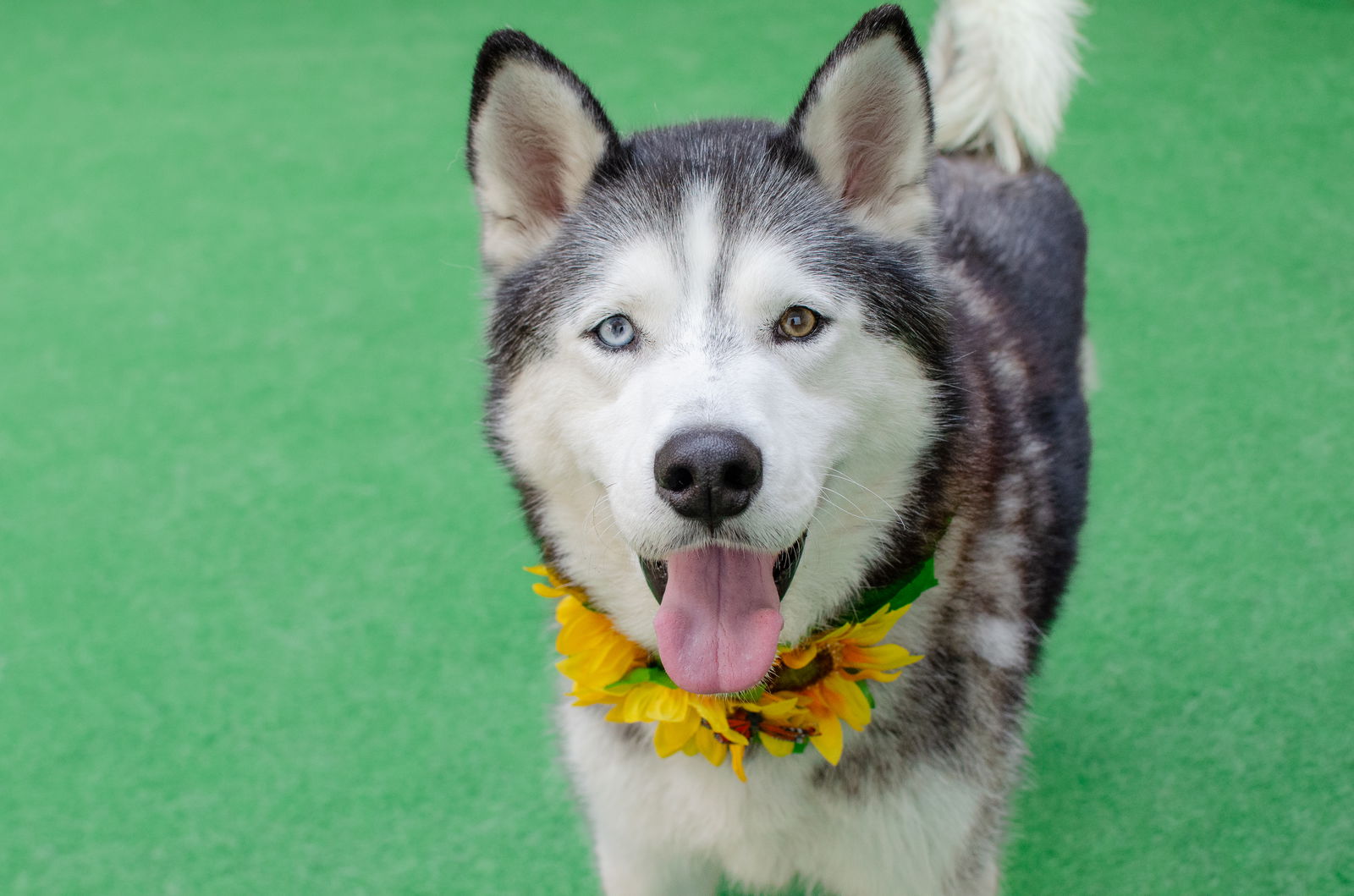 adoptable Dog in Burlingame, CA named Zeus