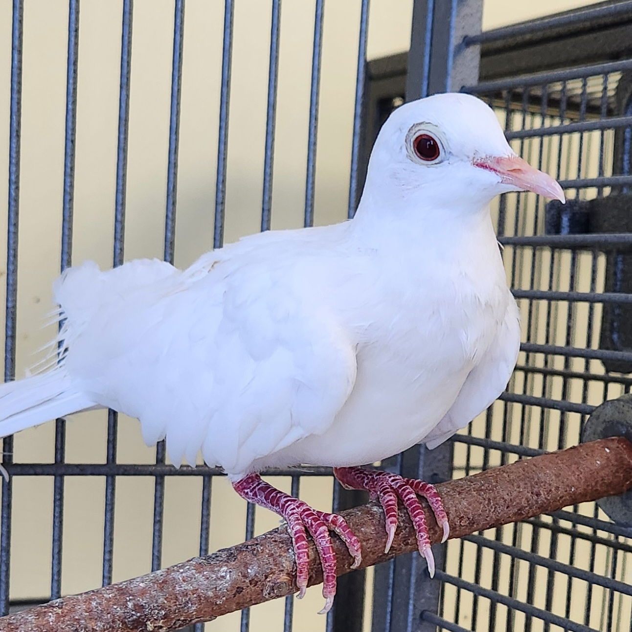 adoptable Bird in Burlingame, CA named Cotton