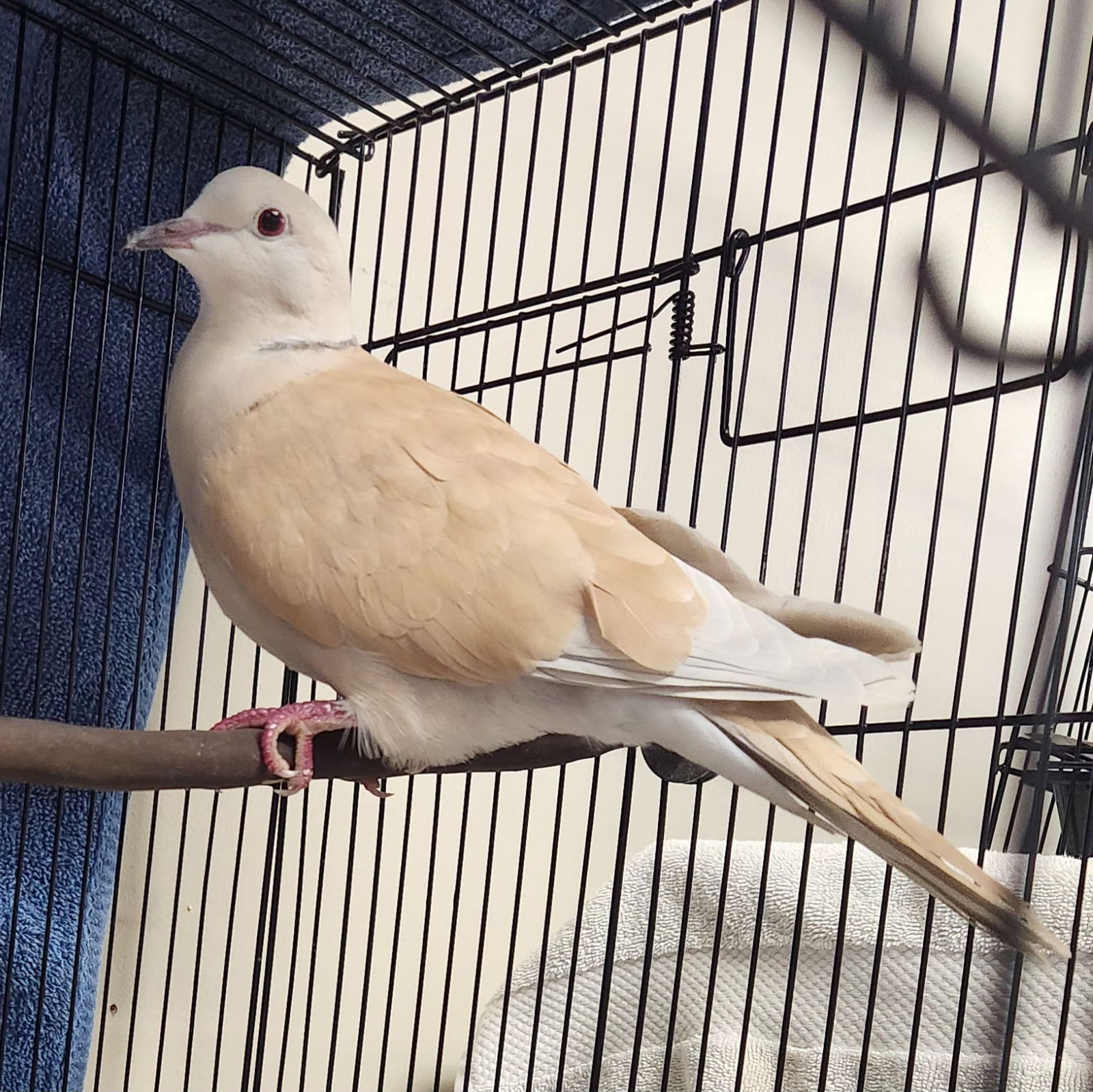 adoptable Bird in Burlingame, CA named Whisper