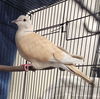 adoptable Bird in  named Whisper