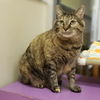 adoptable Cat in Burlingame, CA named Jess