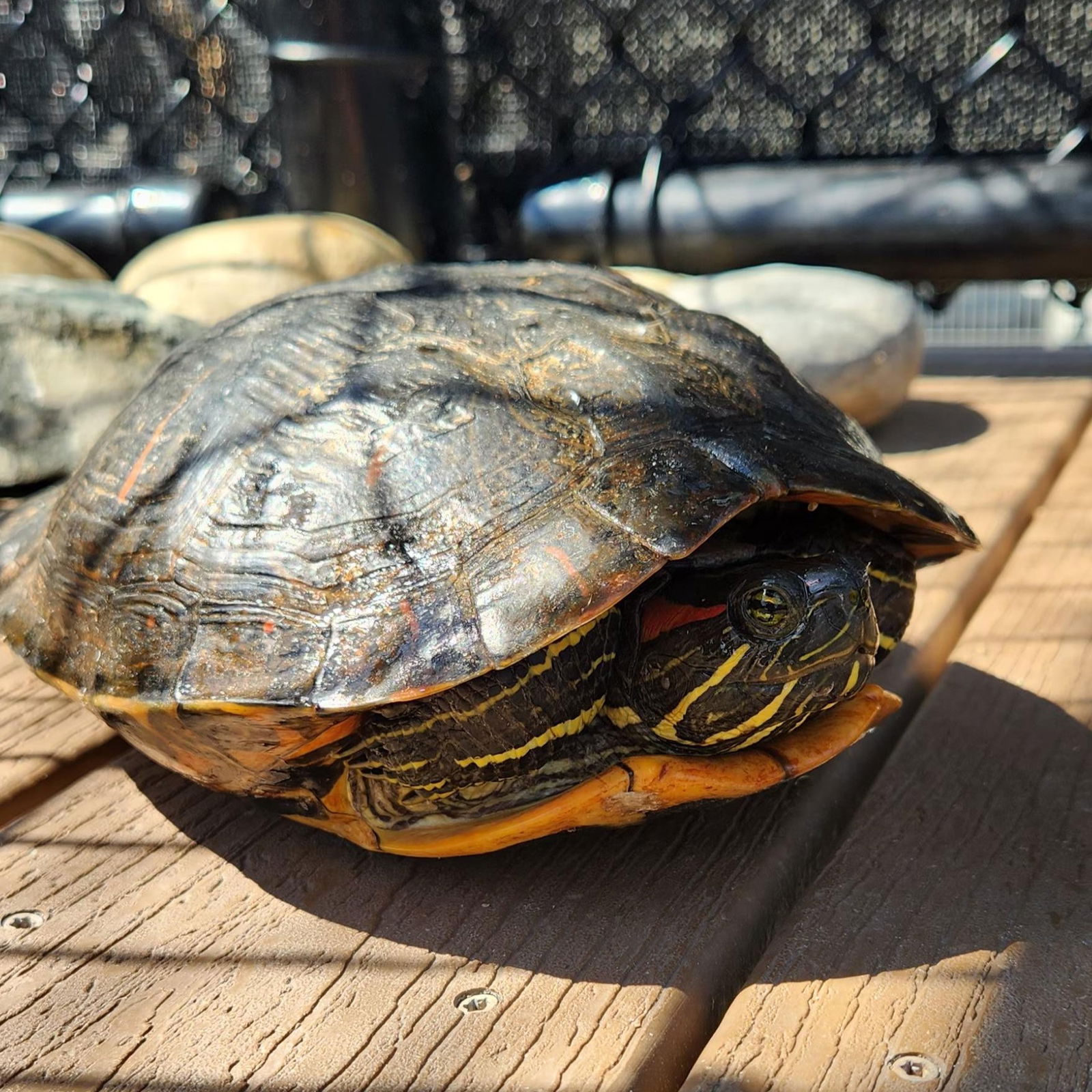 adoptable Turtle in Burlingame, CA named Myrtle