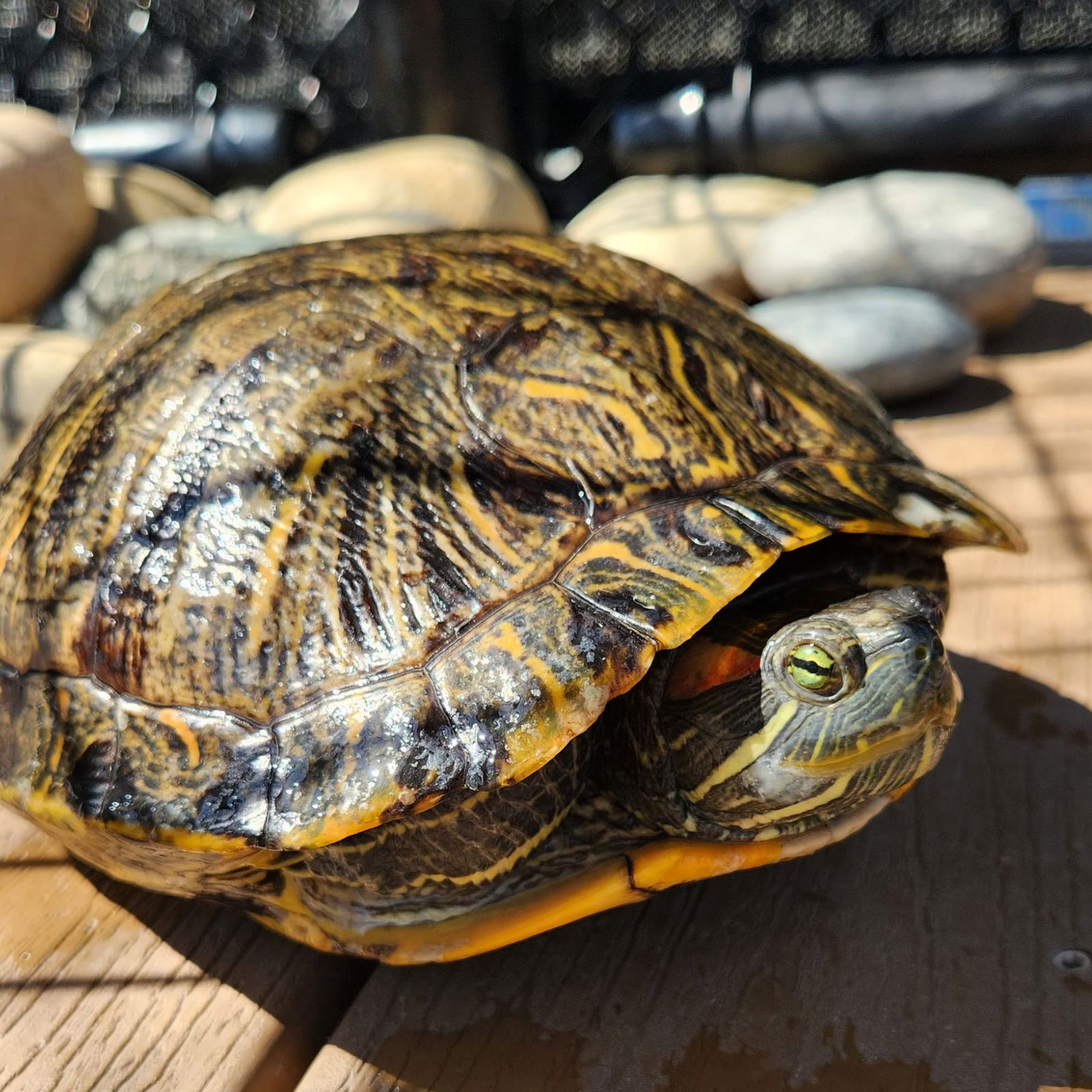 adoptable Turtle in Burlingame, CA named Reba