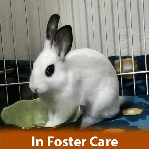 adoptable Rabbit in Burlingame, CA named Snoopy