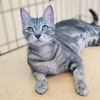 adoptable Cat in Burlingame, CA named Beyonce