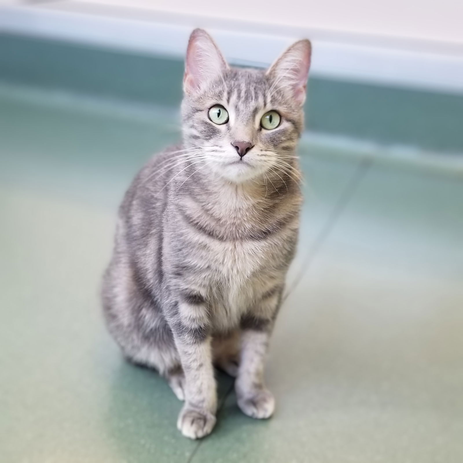 adoptable Cat in Burlingame, CA named Beyonce