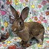 adoptable Rabbit in Burlingame, CA named Emi & Taylor