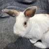 adoptable Rabbit in Burlingame, CA named Lacey