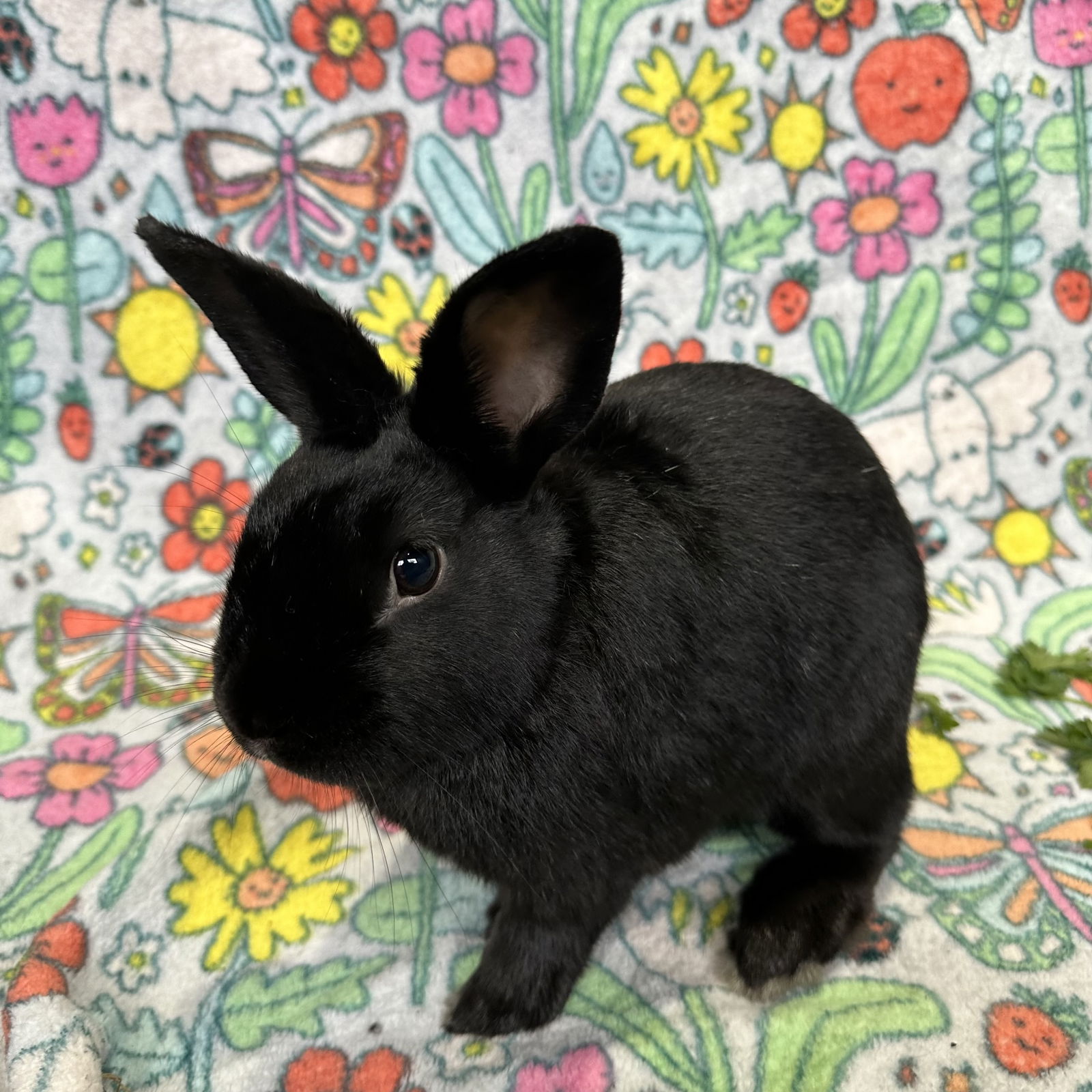 adoptable Rabbit in Burlingame, CA named Fluffy