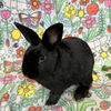 adoptable Rabbit in  named Fluffy