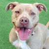 adoptable Dog in  named Peach