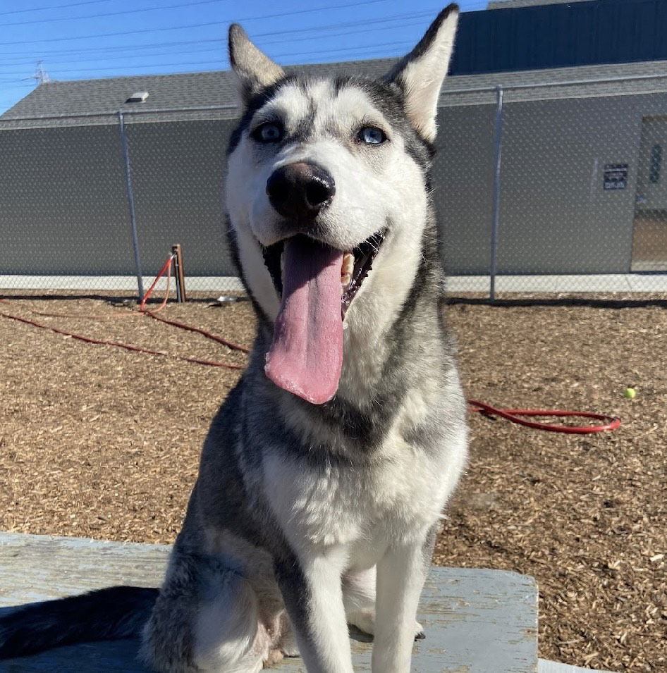 adoptable Dog in Burlingame, CA named Bisquick