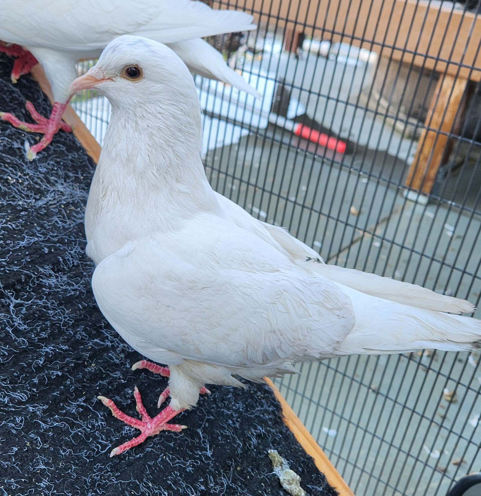 adoptable Bird in Burlingame, CA named Coconut