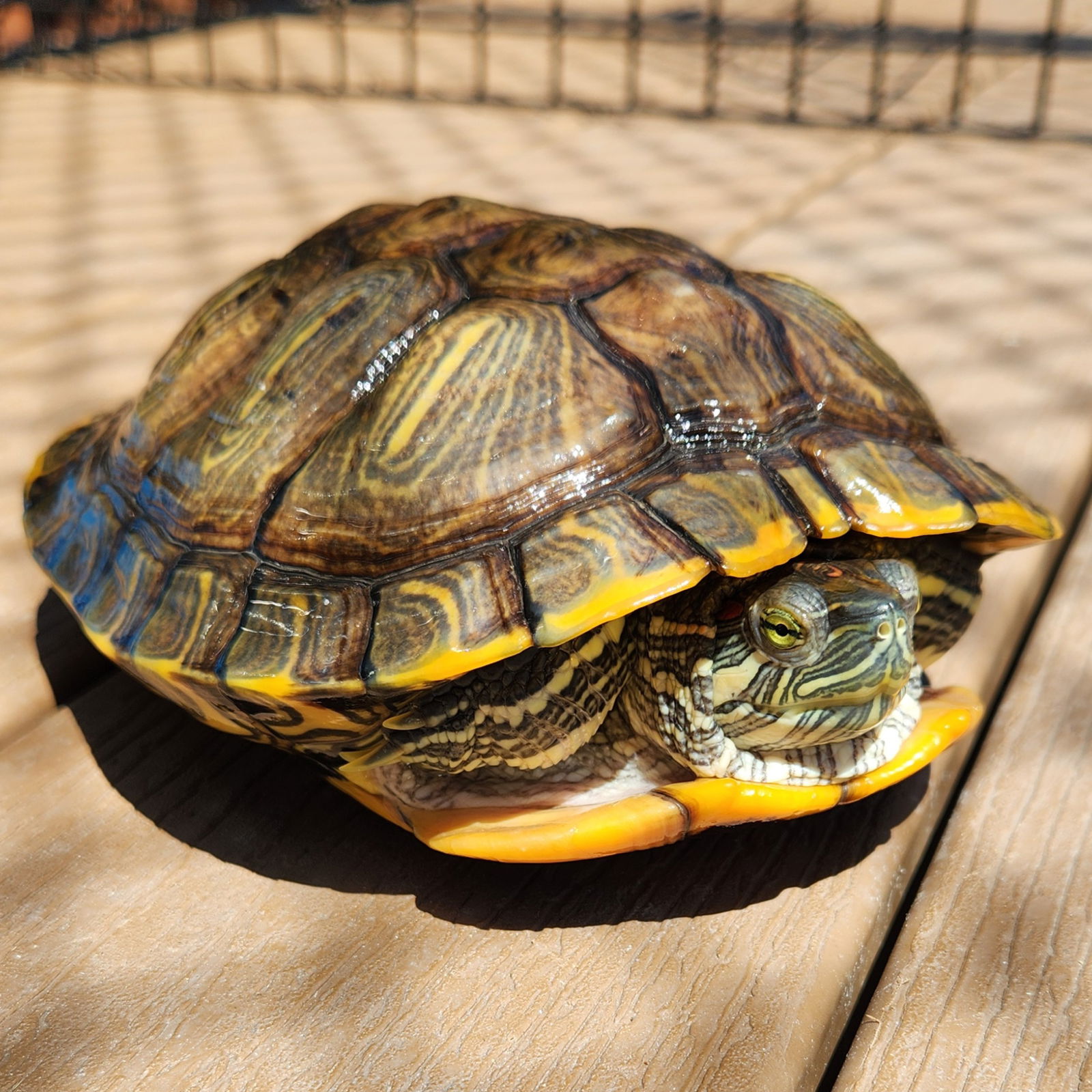 adoptable Turtle in Burlingame, CA named Hachi