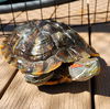 adoptable Turtle in Burlingame, CA named Hikaru