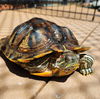 adoptable Turtle in  named Suroku