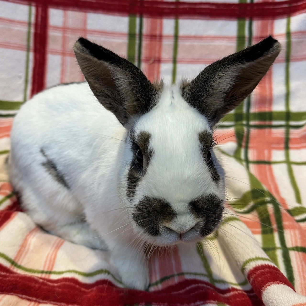 adoptable Rabbit in Burlingame, CA named Claudia