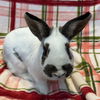 adoptable Rabbit in  named Claudia