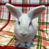 adoptable Rabbit in  named Ruffles