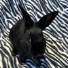 adoptable Rabbit in Burlingame, CA named Puffin