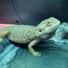 adoptable Lizard in Burlingame, CA named Chauncey