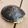 adoptable Turtle in Burlingame, CA named Tortuga