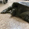 adoptable Turtle in Burlingame, CA named Aruba