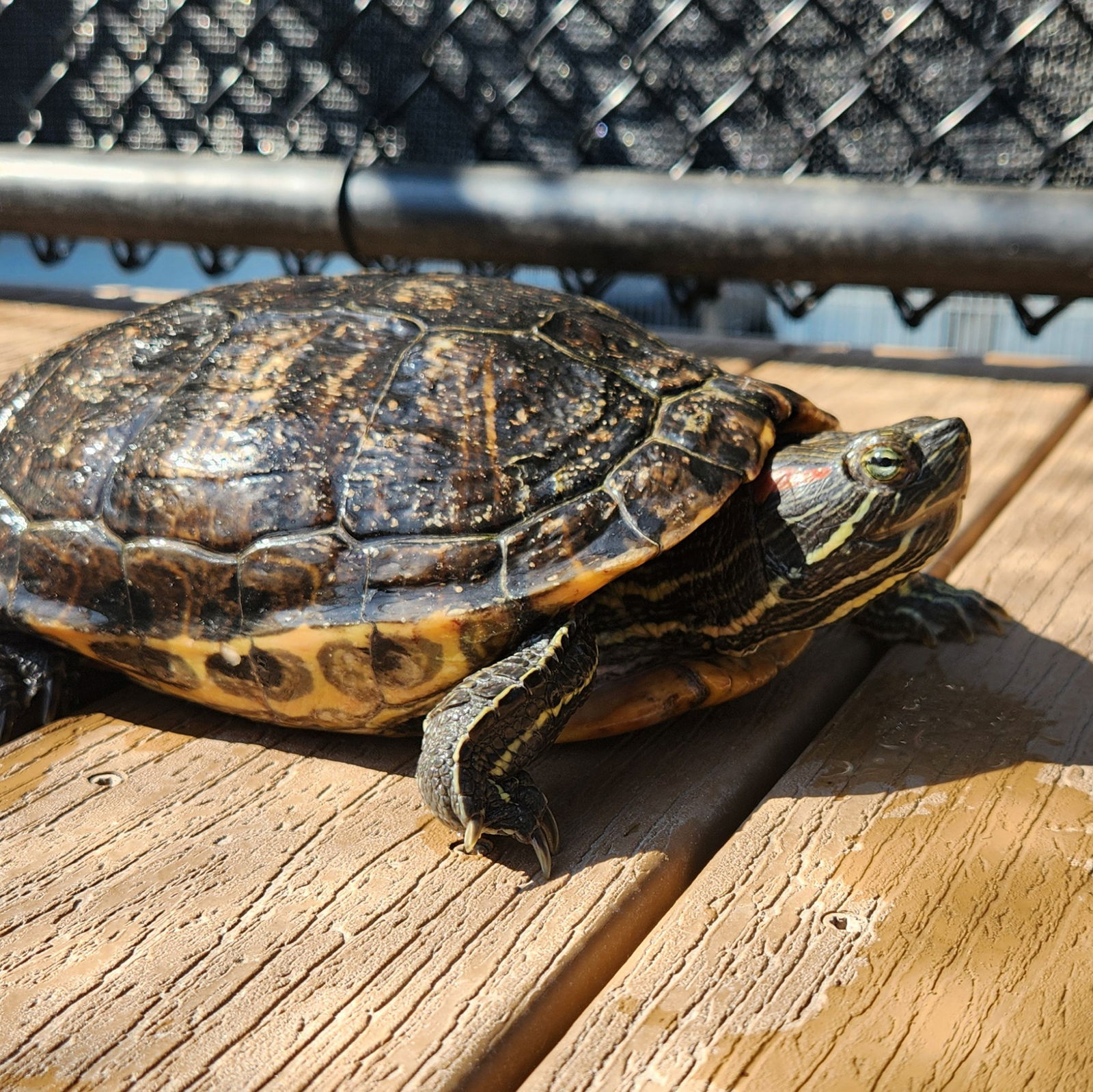 adoptable Turtle in Burlingame, CA named Charlie