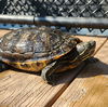 adoptable Turtle in  named Charlie