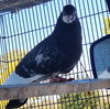 adoptable Bird in  named Roller Ball