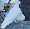 adoptable Bird in  named Angel