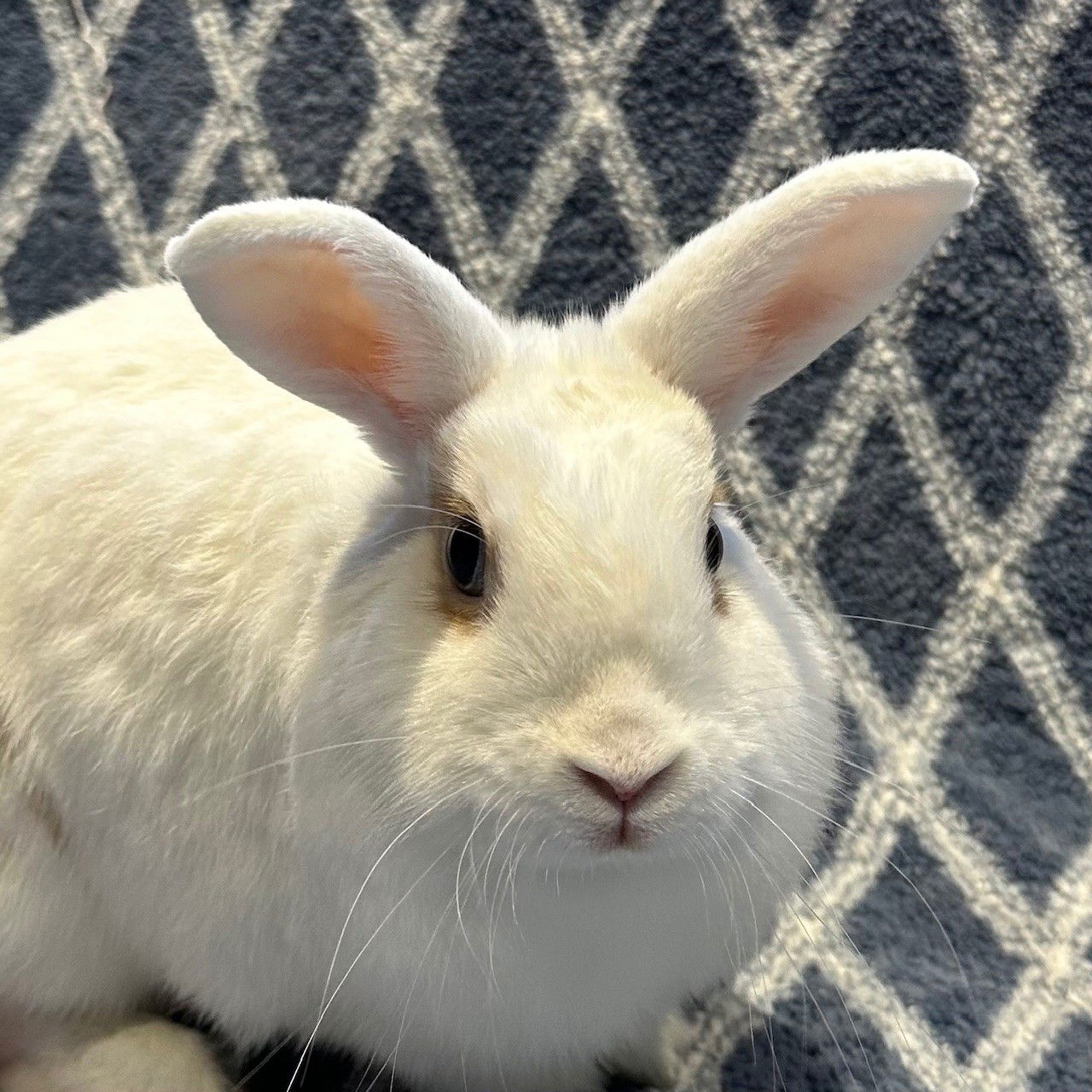 adoptable Rabbit in Burlingame, CA named Midge