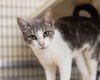 adoptable Cat in Burlingame, CA named Fig & Newton