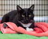 adoptable Cat in Burlingame, CA named Oliver Twist