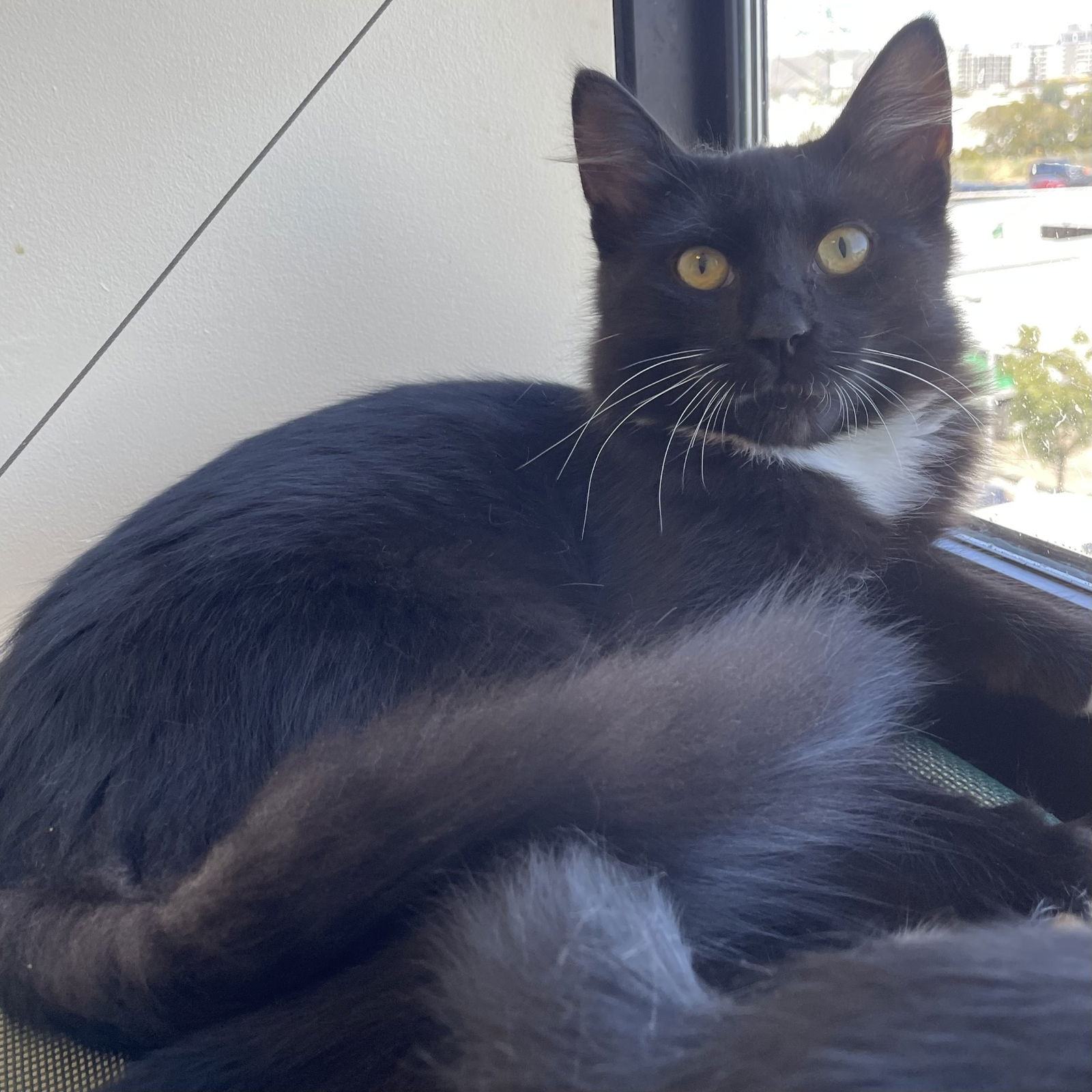 adoptable Cat in Burlingame, CA named Lincoln