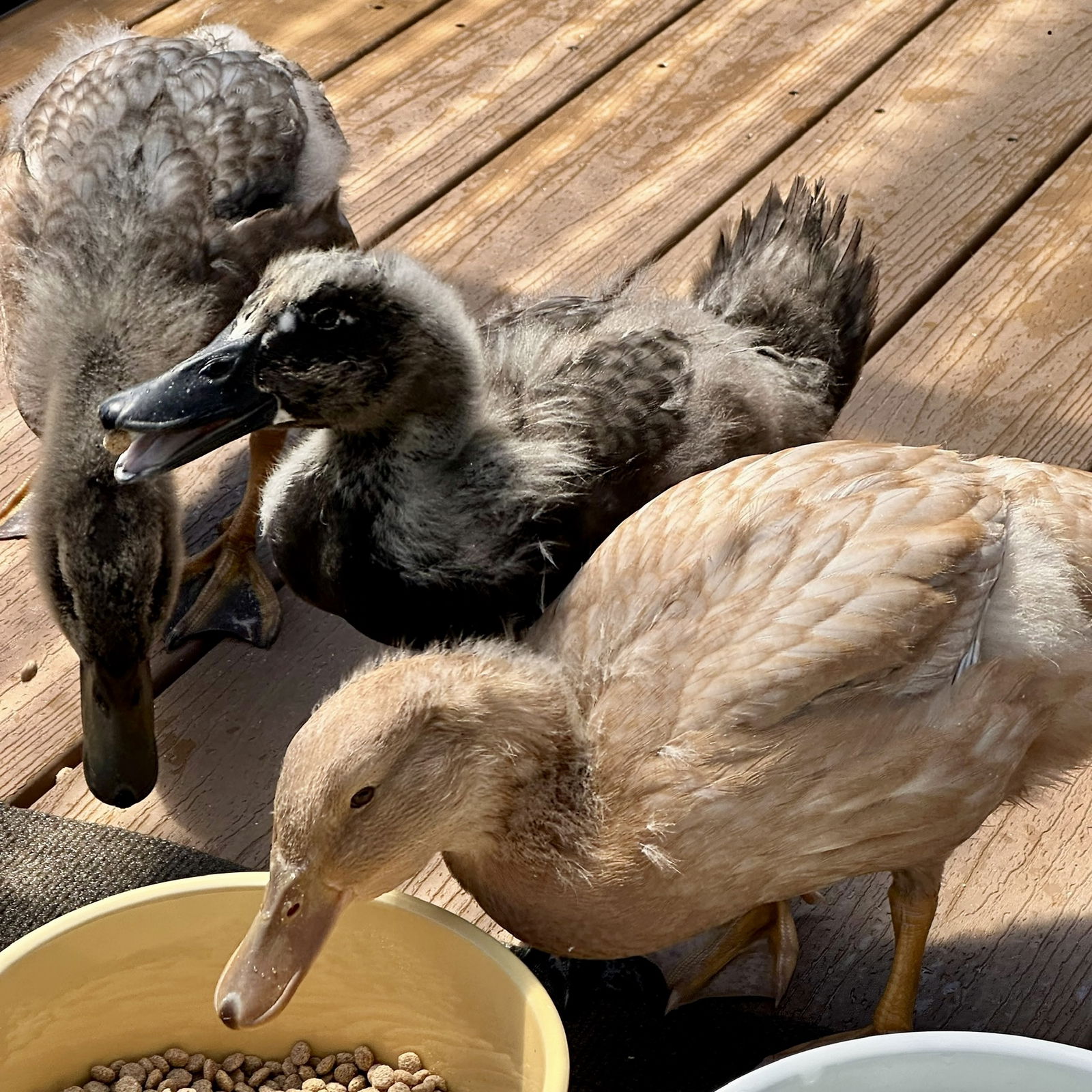 adoptable Duck in Burlingame, CA named Ducks!