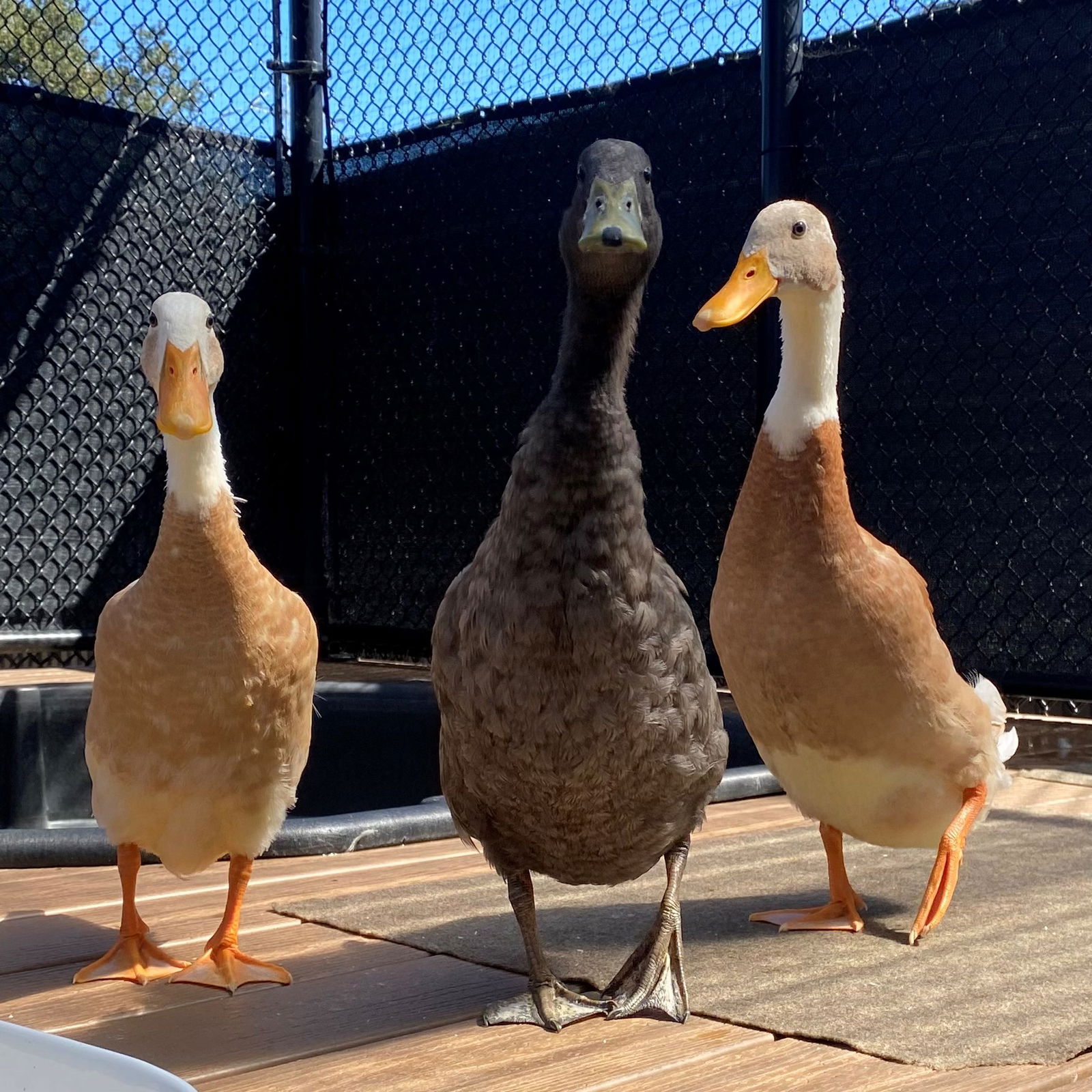 adoptable Duck in Burlingame, CA named Ducks!