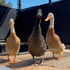 adoptable Duck in  named Ducks!