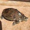 adoptable Turtle in  named Kokomo