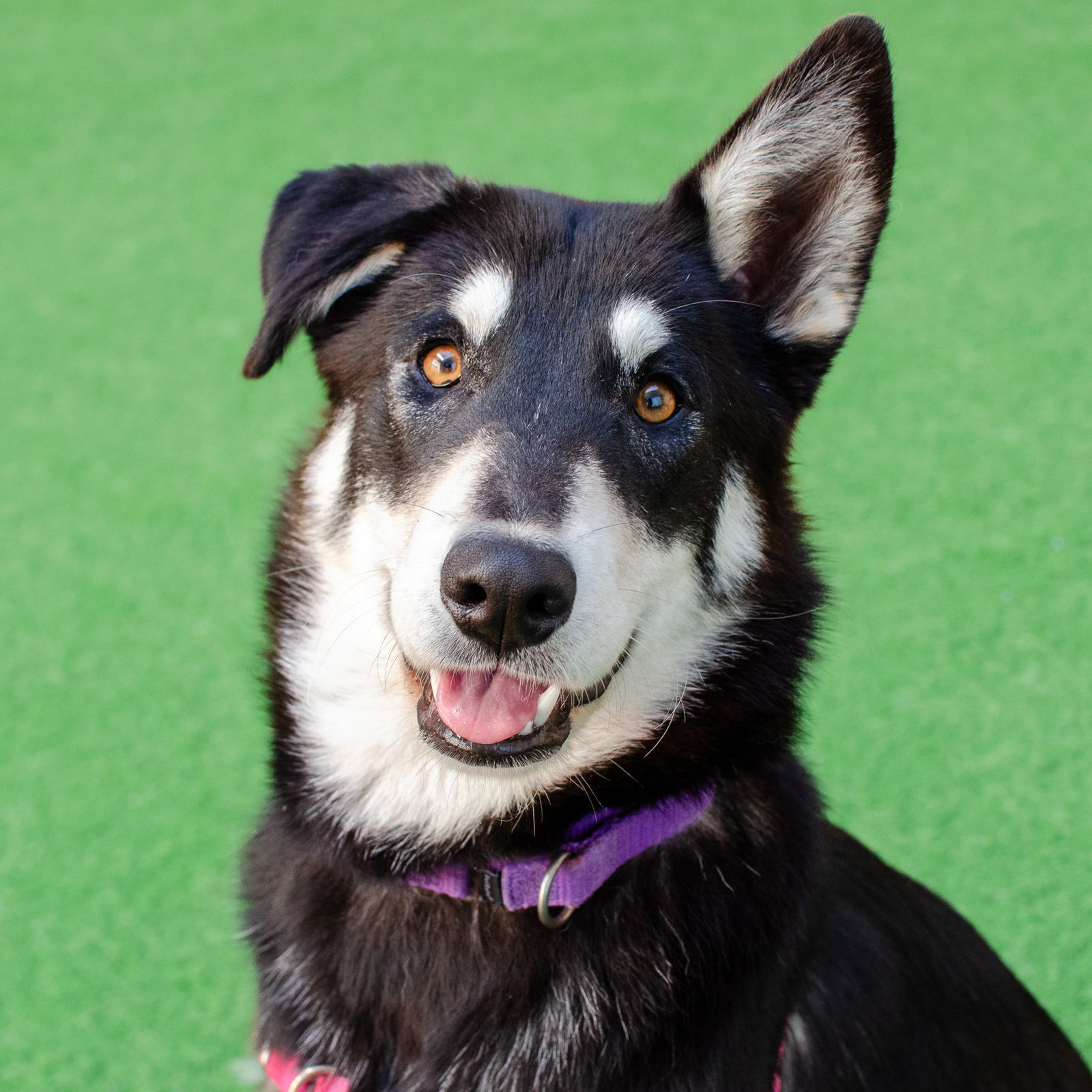 adoptable Dog in Burlingame, CA named Bindi