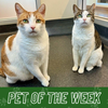 adoptable Cat in Burlingame, CA named Chonk & Teek Teeks