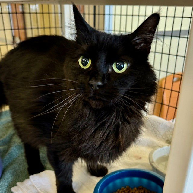 adoptable Cat in Burlingame, CA named Daria