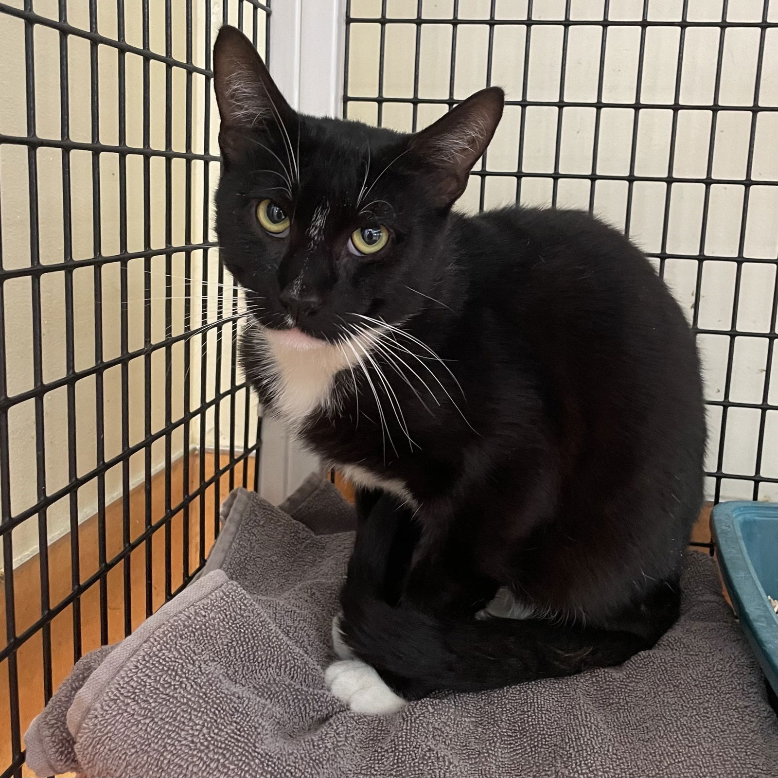 adoptable Cat in Burlingame, CA named Scone