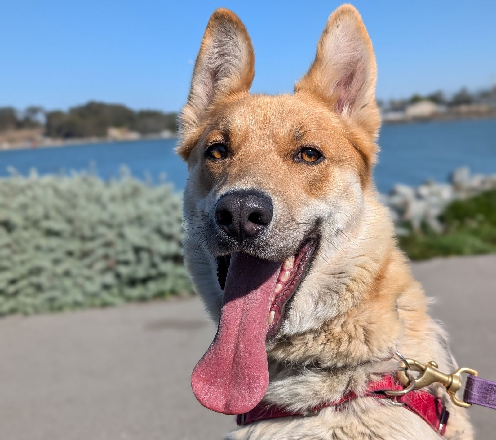 adoptable Dog in Burlingame, CA named Nala